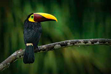 Toucan, Costa Rica